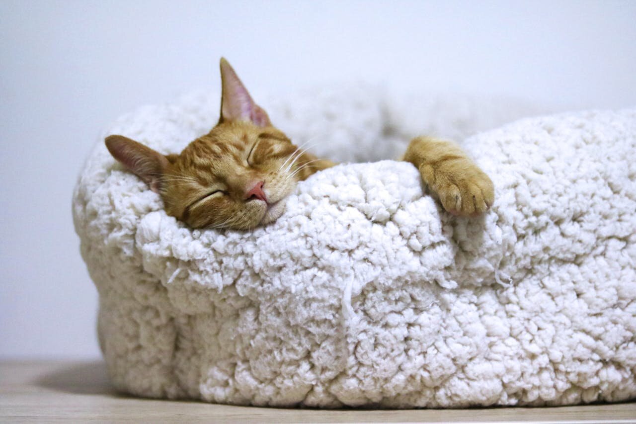 logement pet friendly
